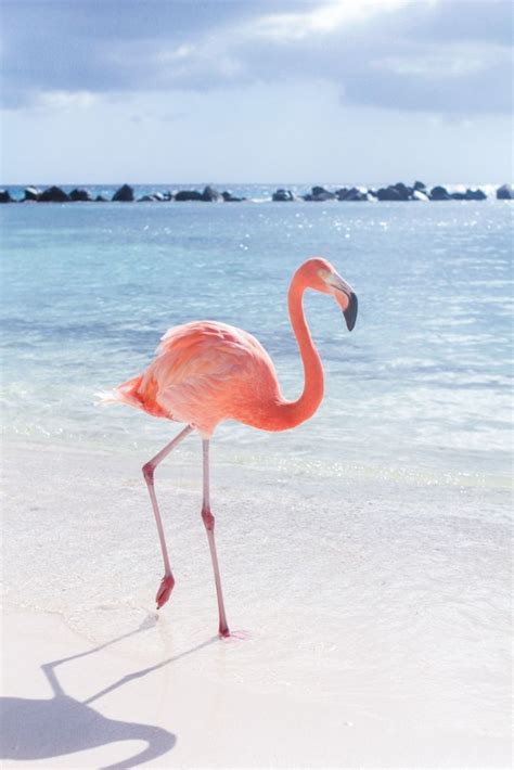 Pin By Elisabeth Thiburce On Awesome Flamingo Pink Flamingos Animals