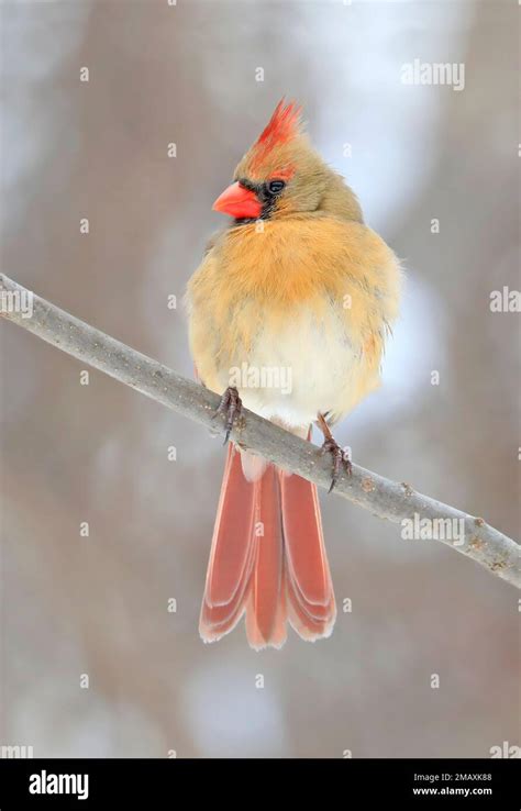 Northern Cardinal Female Sitting On A Tree Branch Quebec Canada Stock
