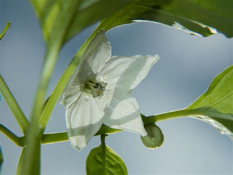 Macro Photo Of A Blooming Chili Pepper Flower Stock Image Image Of