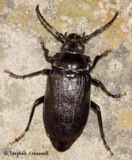 Maycintadamayantixibb Black Beetle With Pincers Arizona