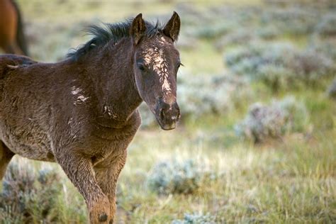 Equine Aural Plaques In Horses Symptoms Causes Diagnosis Treatment
