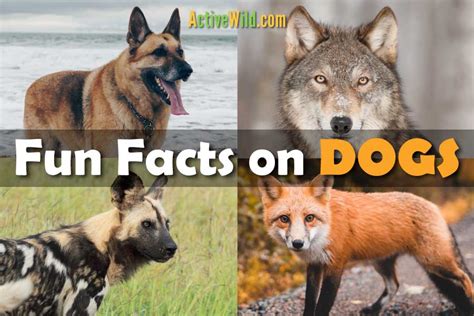 5 Amazing Facts About Dogs With Images Dog Facts Fun Facts Facts Gambaran