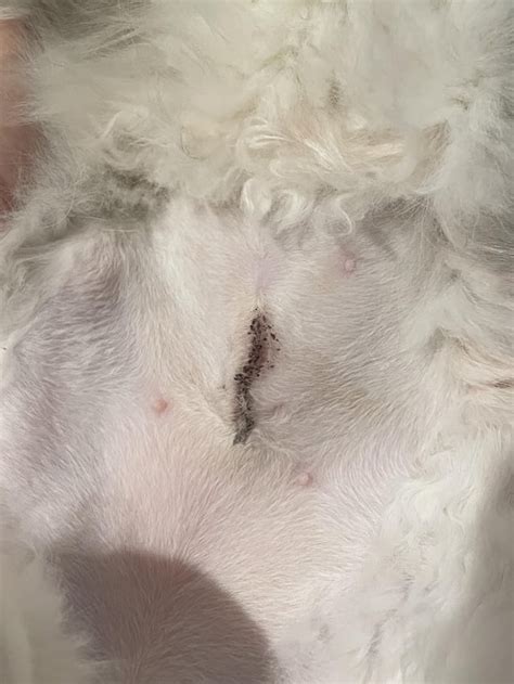 Spay Incision Healing Its Been 5 Days Rvet