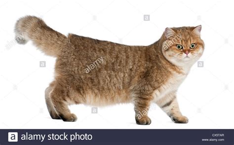 Golden Shaded British Shorthair 7 Months Old Standing Against White