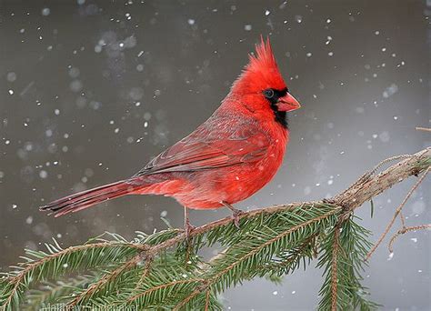 Northern Male Cardinal On Pine Branch In Winter Christmas Snow By
