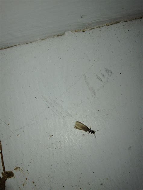 Termites With Wings