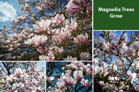 Where Do Magnolia Trees Grow Best Places To Plant Them