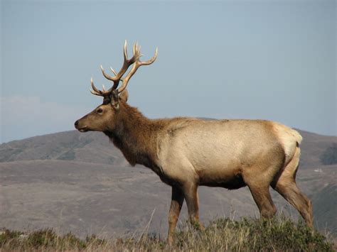 Tule Elk Terrie Schweitzer Flickr