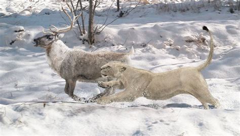 Extinct Eurasian Cave Lion Panthers Spelaea Pursuing A Prehistoric