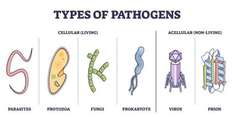 Fungi Microbes Diagram