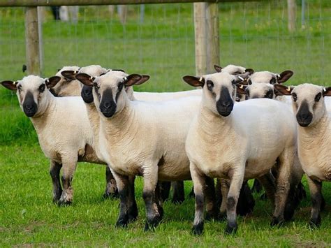 Hampshire Sheep Facts Lifespan Traits And Care With Pictures Pet Keen