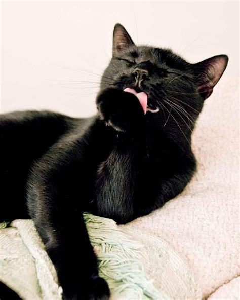 A Black Cat Yawns While Laying On Top Of A White Blanket With Its