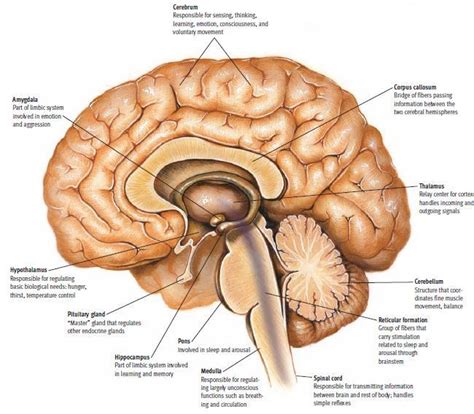 4 Different Parts Of The Brain Weiten 2006 P 91 Download