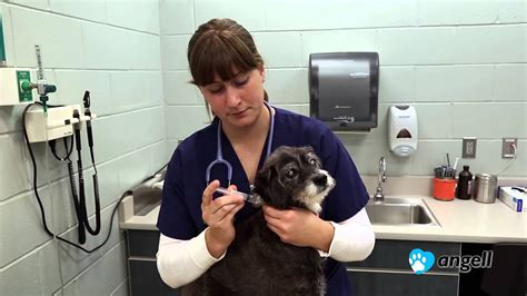 The state of being fed by a feeding tube is called gavage, enteral feeding or tube feeding. How to Administer a Tube Feeding to Your Pet | FunnyDog.TV