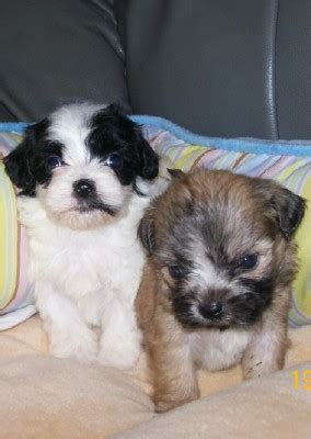 It is cheerful, brave and gentle and it takes part in agility, obedience and rally competitions. 63+ Bichon Frise Poodle Shih Tzu Mix - l2sanpiero
