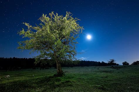 Wallpaper Tree Night Starry Sky Hd Widescreen High Definition