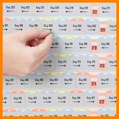 Pregnancy Calendar Day By Day Pictures