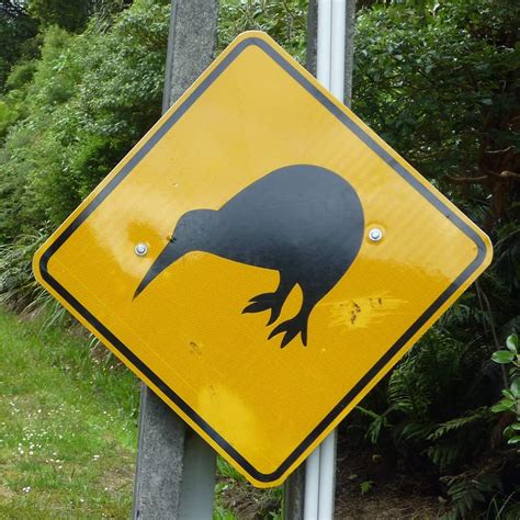 Living in new zealand, we eat them often, but until we visited a kiwi fruit farm in the bay of plenty, i had no idea what goes into the process. New Zealand through the eyes of a Brit - Part 2: Kiwis vs ...