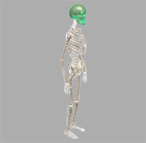 Human Skeleton 3d Model Realtime 3d Models World