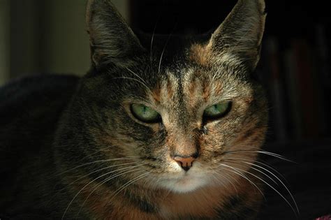 It depends on the temperature in the room and on the attitude of the cat to bathing: Are you a cat whisperer? A few special people can read ...