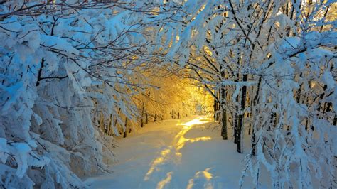 Snowy Path In Winter Sunlight Backiee