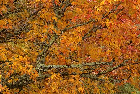 Autumn Fall Foliage Colors Maple Trees Forest Landscape Film By