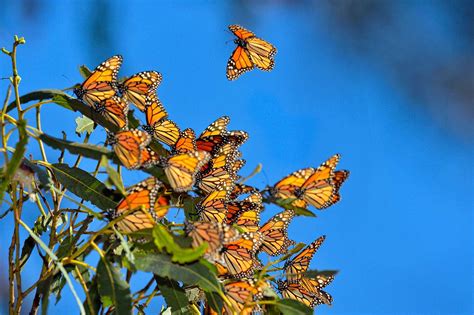 Monarch Butterfly Reserves In Mexico