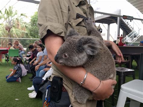 Wild Life Sydney Zoo Darling Harbour Parraparents