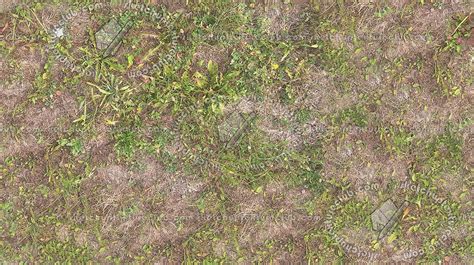 Dry Grass Texture Seamless 17331