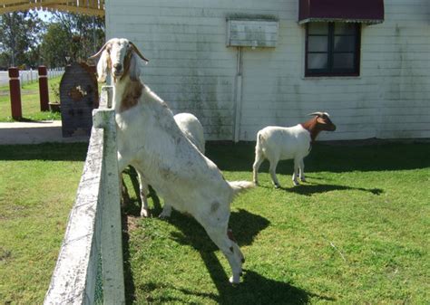 friendly goats at the art gallery photo