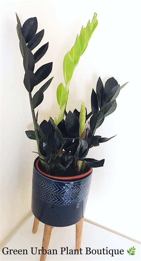 Glossy, dark green leaves indicate a healthy rose (rosa spp.).thriving in u.s. New growth is bright green before turning darker! | House ...