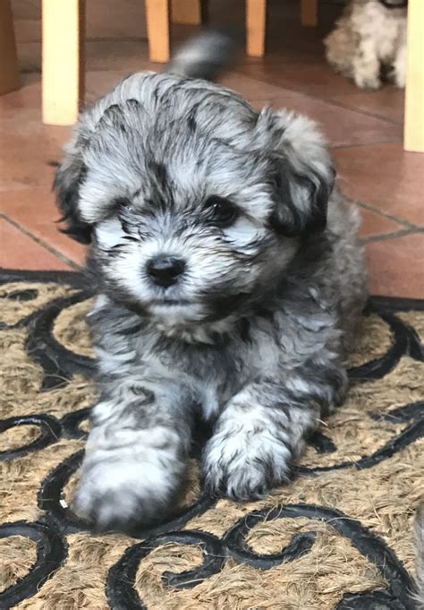 Up to 11 inches (28 cm). SOLD!shih-poo puppies gorgeous! Just 2 girls left! | Loughborough, Leicestershire | Pets4Homes