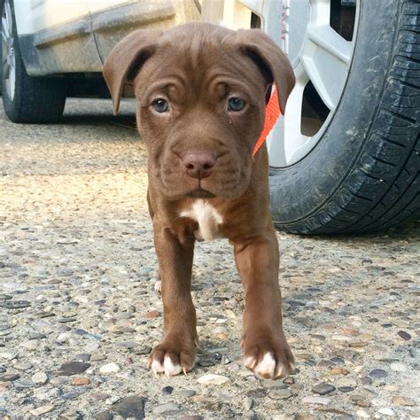 She's not nursing and it looks like breathing is happening but … read more. 1/4 chocolate lab 3/4 pitbull puppy 5 weeks old. " #pit #pitbull #lab… | Puppies, Pitbull ...