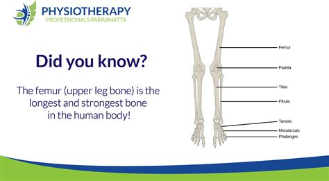 Femur Bone Physiotherapy Professionals Parramatta