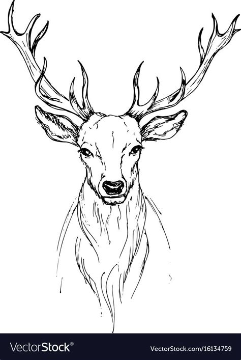 Today we are showcasing some mesmerizing pencil drawings that will take your heart away. Vector sketch by pen head Noble deer front view. Download ...