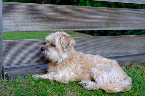 Du willst mehr über die löwchen hunderasse wissen? Löwchen - Rassebeschreibung: Charakter &Co - dogbible