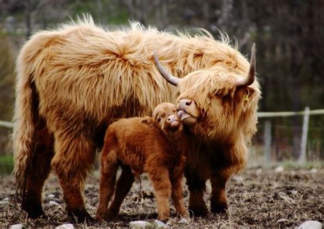 Cutest Thing Ever These Fluffy Highland Cattle Calves Are Taking Over