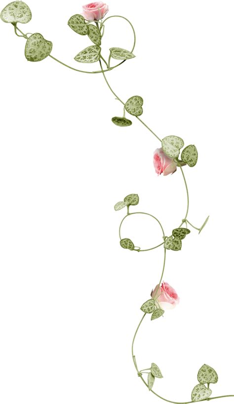 Grass Flower Png Rose Vine Transparent