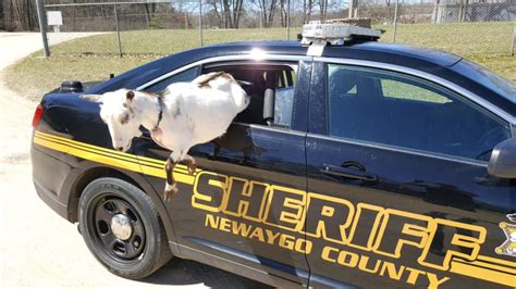 Police Take Goats Into Custody In Newaygo County