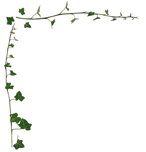 Common Ivy Vine Desktop Wallpaper Stock Photography Clip Art Leaf