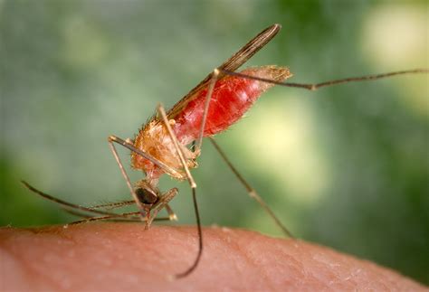 Malaria Most Common Mosquito Species Peepsburghcom