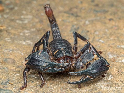 Giant Black Forest Scorpion Heterometrus Sp P4175037 Flickr
