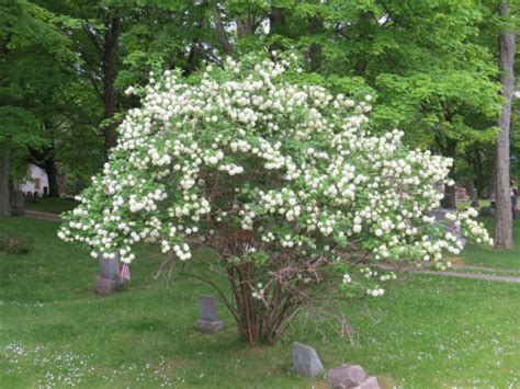 You will have to decide the right spot for the snowball bush, as it will grow fairly. My Quality Day: Snowball Bush