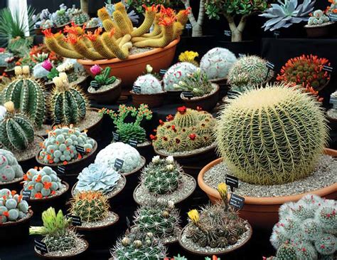 As a person who has not only cared. Cactus tips: How to care for your cacti - Woman's Weekly