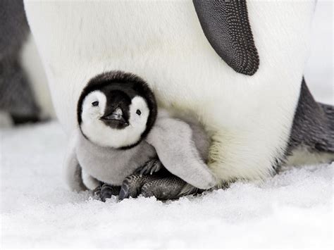 Cute Penguin Winter Animal Wallpapers Top Free Cute Penguin Winter