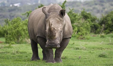 Northern White Rhinos Could Be Saved From Extinction By A Lab Grown Embryo Critically Endangered