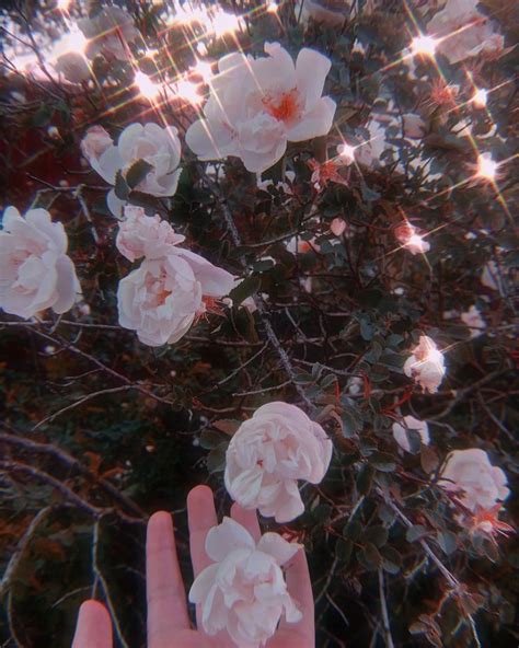 Rose Blossom🤍 Aesthetic Anime Aesthetic Wallpapers Flower Meanings