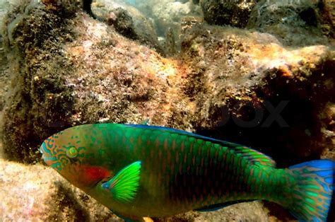 Parrotfish On The Coral Reef Stock Image Colourbox