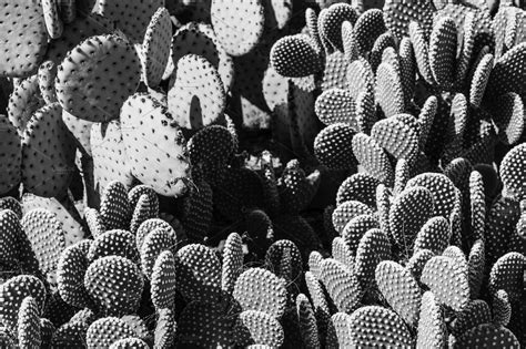 See more ideas about cactus, cactus flower, cacti and succulents. Black and White Cactus | High-Quality Nature Stock Photos ...