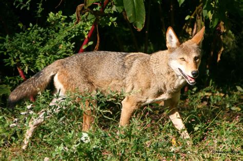 Return Of The Red Wolf Rwssp Site Of The Month Wolf Conservation Center